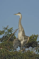 Great Blue Heron