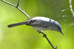 Blue-gray Gnatcatcher