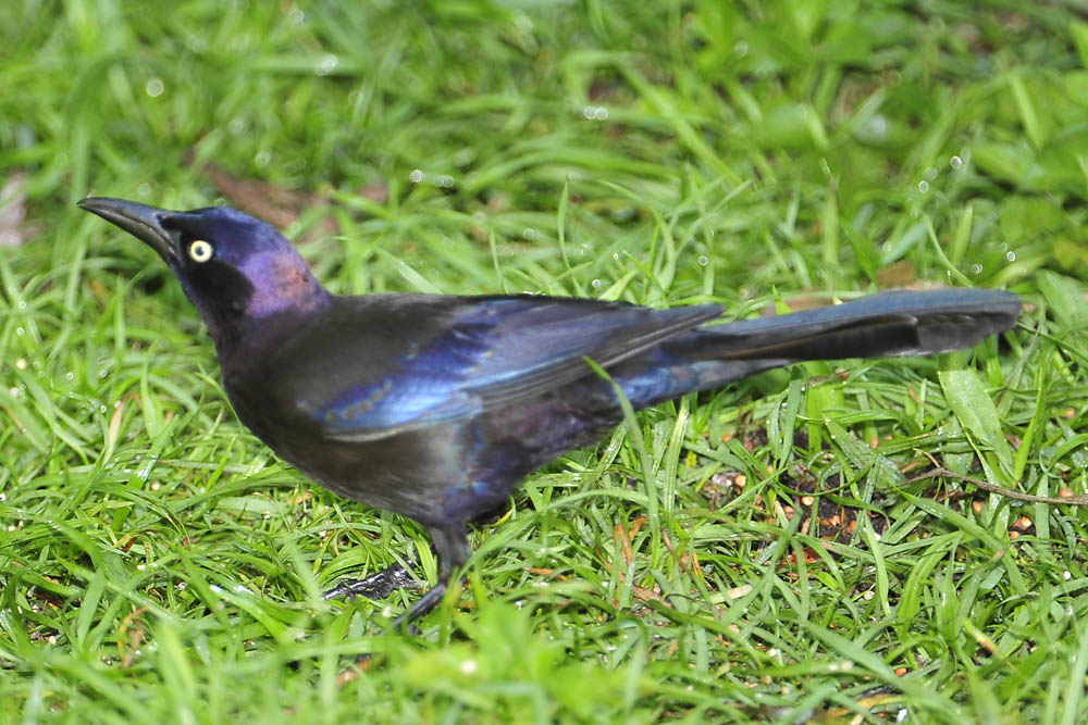 common grackle images. Common Grackle (Quiscalus