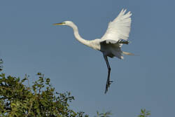 Great Egret