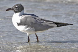 Laughing Gull