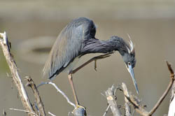 Little Blue Heron