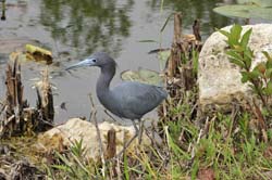 Little Blue Heron