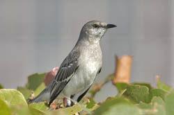 Northern Mockingbird