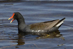 Common Moorhen