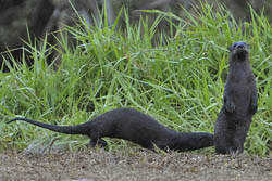 River Otters