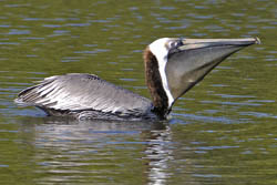 Brown Pelican