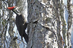 Pileated Woodpecker