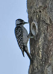 Red-cockaded Woodpecker