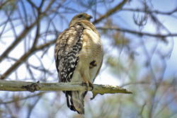 Red-shouldered Hawk