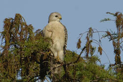 Red-shouldered Hawk