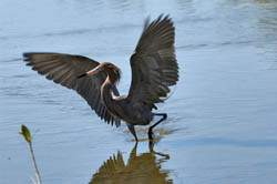 Reddish Egret