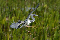 Tricolored Heron