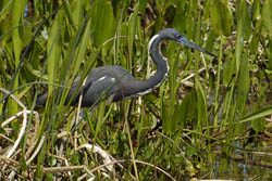 Tricolored Heron