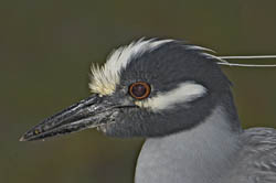 Yellow-crowned Night-Heron