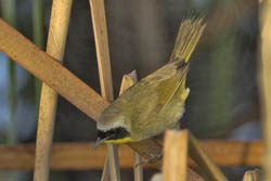 Common Yellowthroat