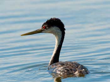 Western Grebe