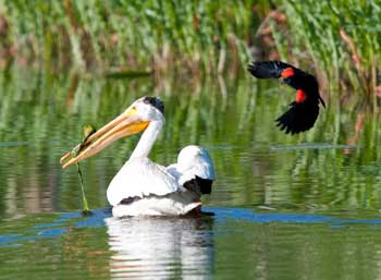 American White Pelican and Red-winged Blackbird