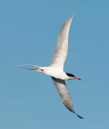 Forster's Tern