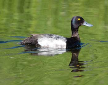 Lesser Scaup