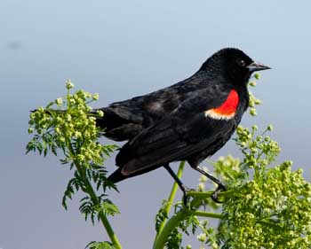 Tri-colored Blackbird