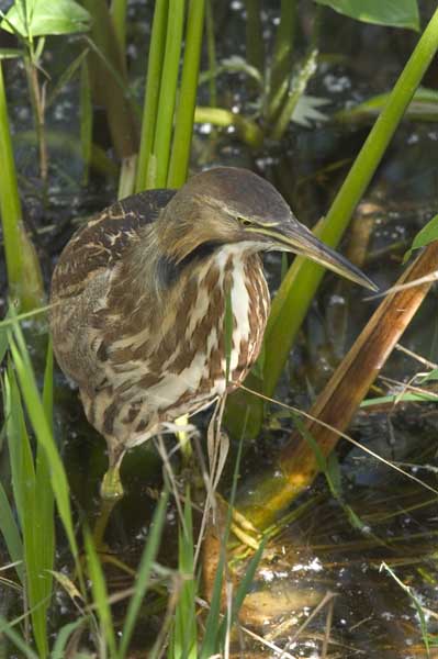 AmerBittern