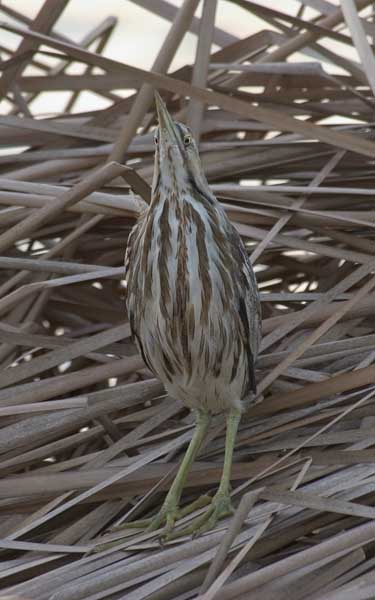 AmerBittern1