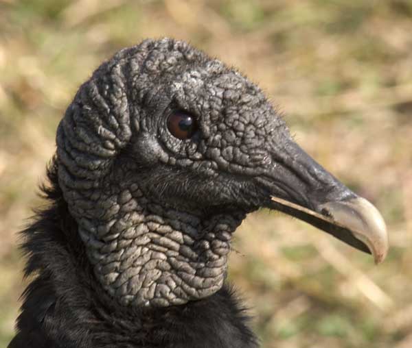 BlackVulture