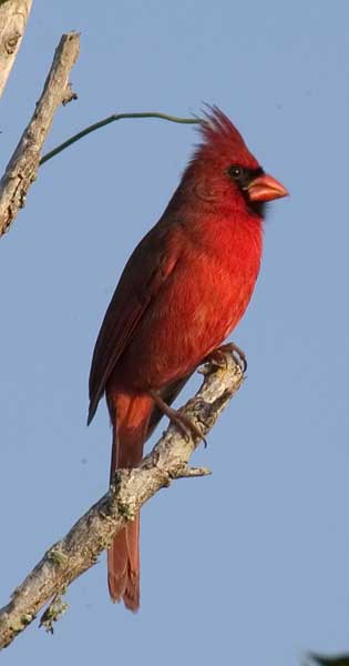 CardinalMale