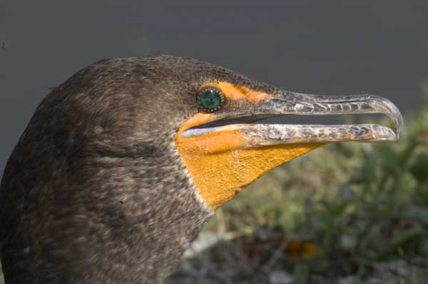 Cormorant