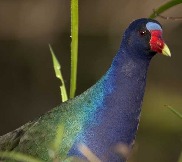 Gallinule