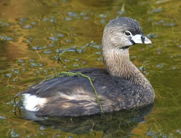 Grebe