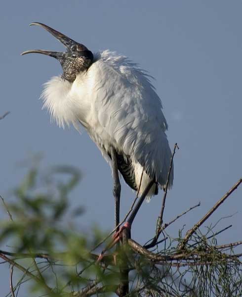 Pictures Of Wood Stork - Free Wood Stork pictures 