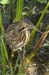 AmerBittern