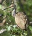 Limpkin