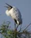 WoodStork