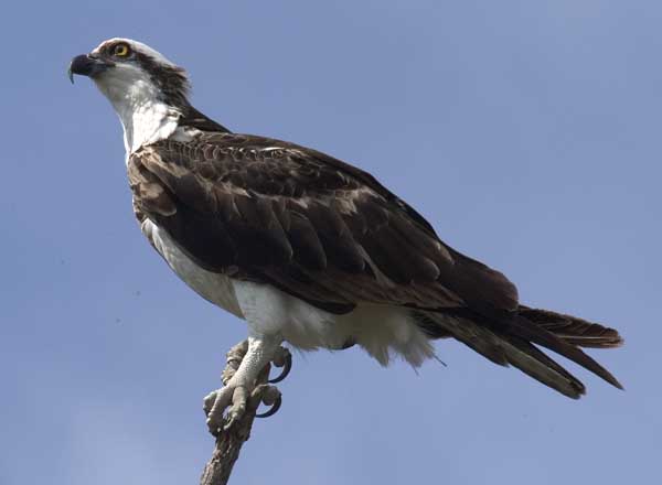 Osprey