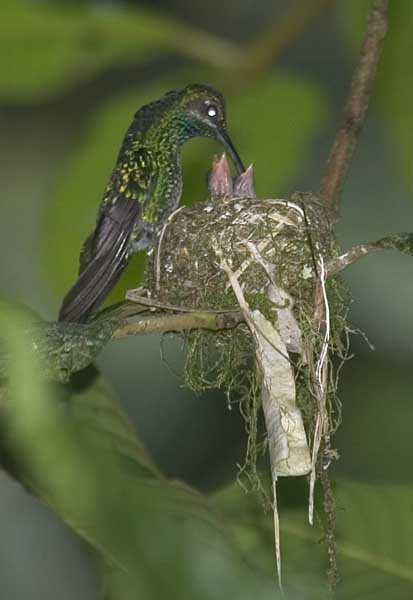 Sabrewing