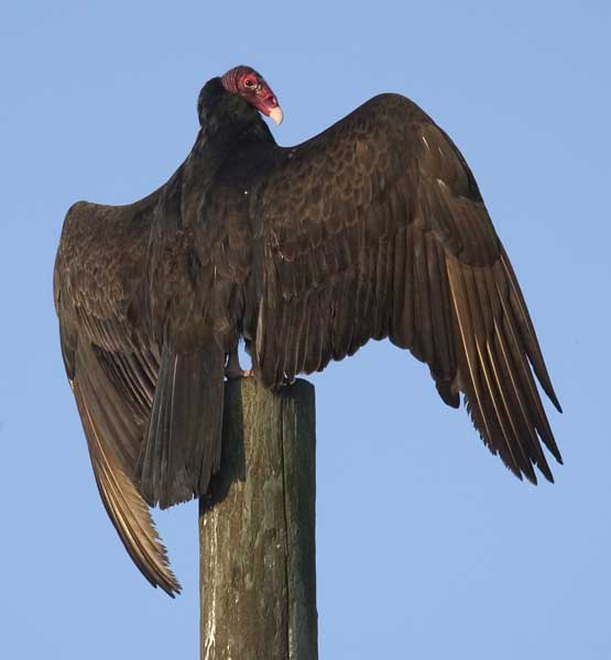 Vulture