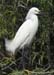 SnowyEgret