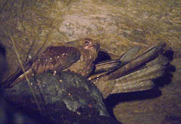 OilBird