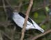 BellBird