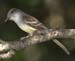 Flycatcher