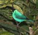 HoneyCreeper