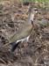 Lapwing