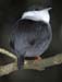 Manakin1