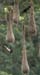 Oropendola