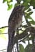 Potoo