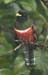 Trogon