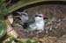 Tropicbird